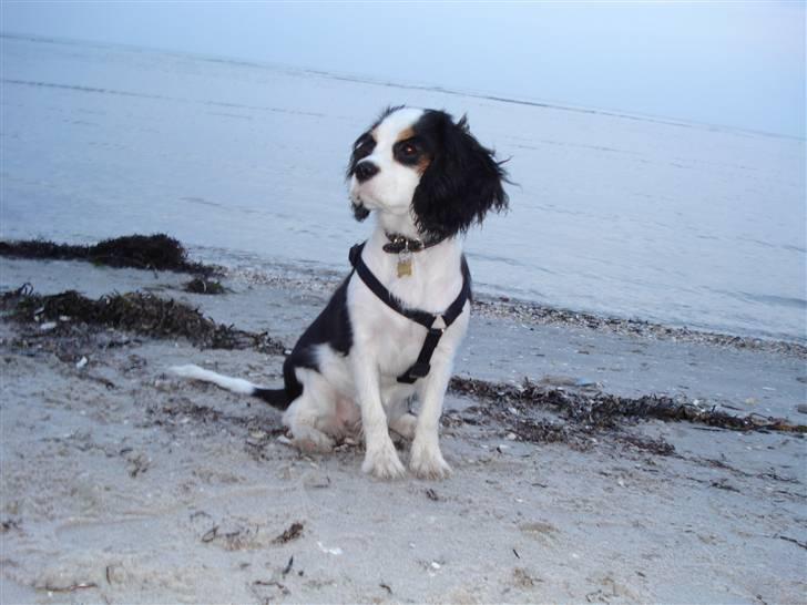 Cavalier king charles spaniel Tikka - Tikka<3 På stranden - det kunne hun godt lide! :D billede 14