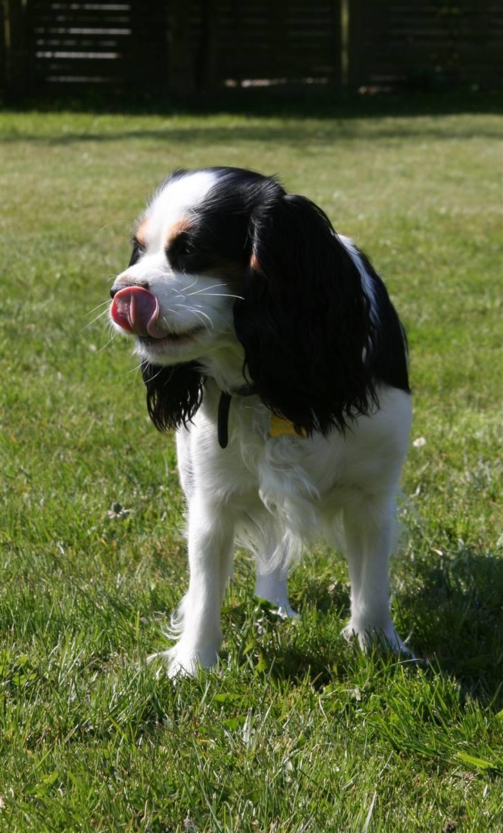 Cavalier king charles spaniel Tikka - Tikka<3 NYT d. 24.04 med vores nye kamera :) - Slik-slik! billede 15