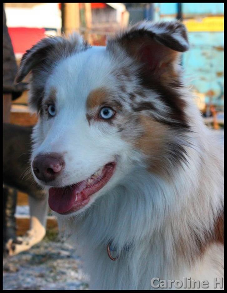 Australian shepherd Felix - Oppdatert: jan09 billede 1