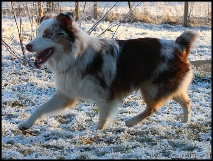 Australian shepherd Felix - Oppdatert: jan09 billede 2