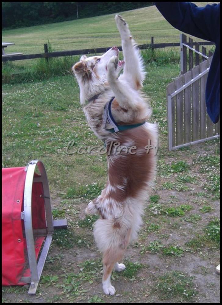 Australian shepherd Felix billede 3