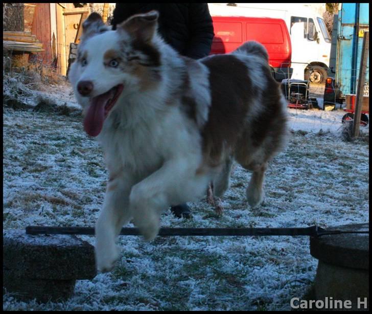 Australian shepherd Felix - Oppdatert: jan09 billede 4
