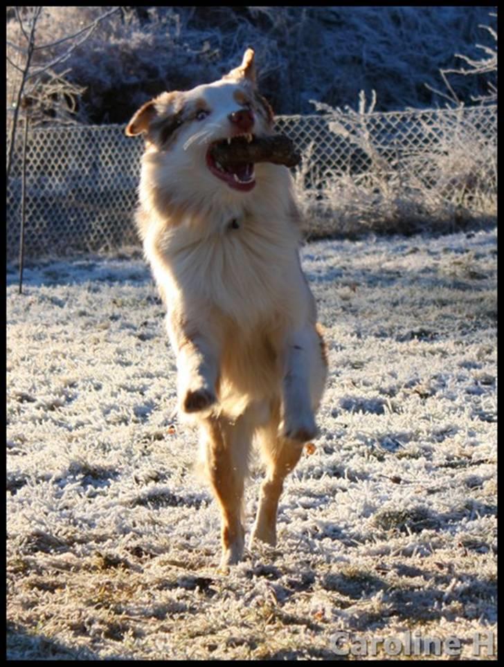 Australian shepherd Felix - Oppdatert: jan09 billede 5