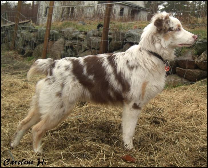 Australian shepherd Felix billede 6