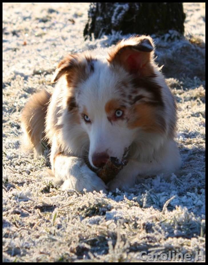 Australian shepherd Felix - Oppdatert: jan09 billede 7