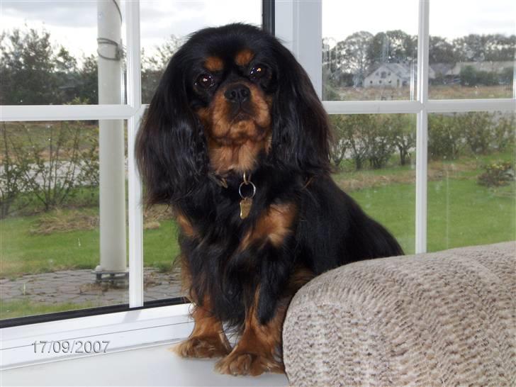 Cavalier king charles spaniel Blue Magic Nikky Lee RIP 30-6 2017 - Hvem er bare dejlig billede 12