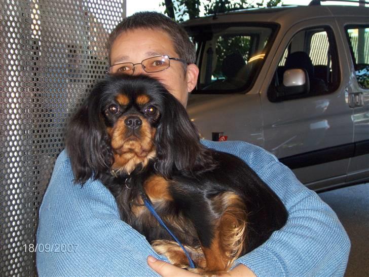 Cavalier king charles spaniel Blue Magic Nikky Lee RIP 30-6 2017 - Ren råhygge billede 13