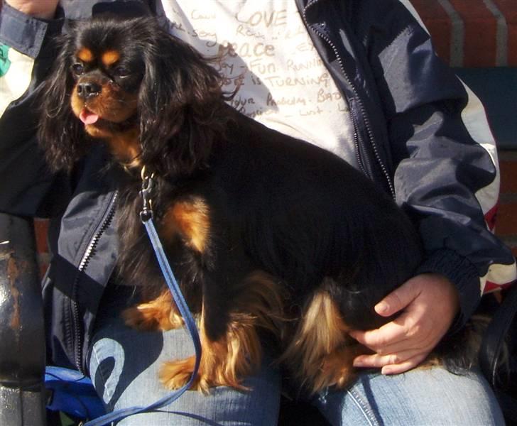 Cavalier king charles spaniel Blue Magic Nikky Lee RIP 30-6 2017 - Man sidder nu bedst på mor billede 14
