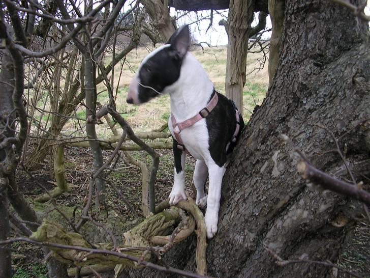 Bullterrier Karma billede 13