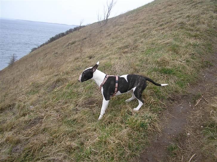 Bullterrier Karma billede 14