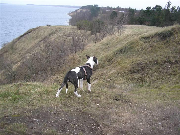 Bullterrier Karma billede 15