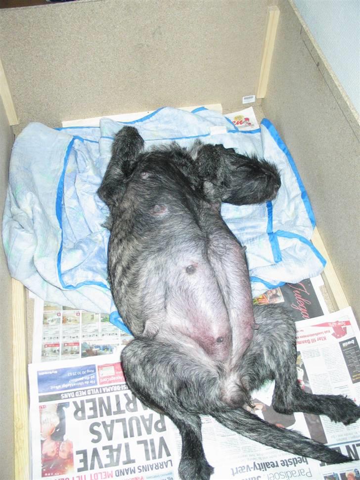 Blanding af racer Nikita  - Nu kommer de snart ud de små hvalpe  billede 15