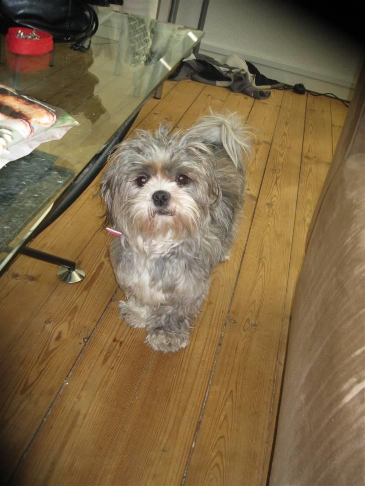 Lhasa apso Wilma billede 1