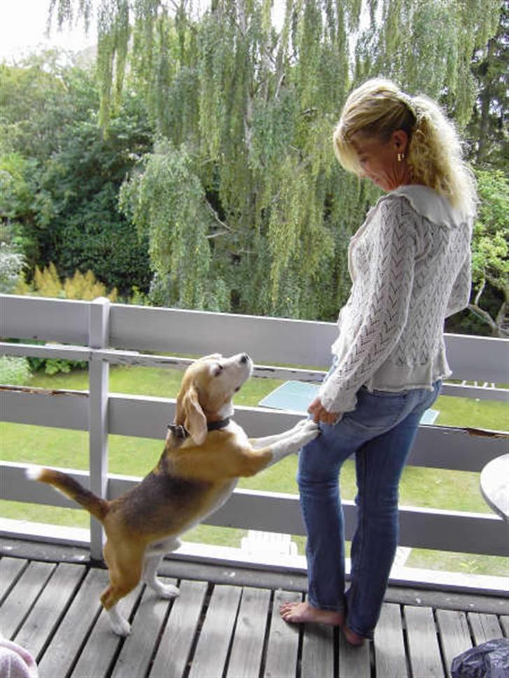 Beagle Magnus - Jeg Magnus og min mor. billede 1