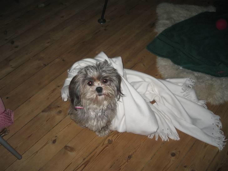 Lhasa apso Wilma billede 2
