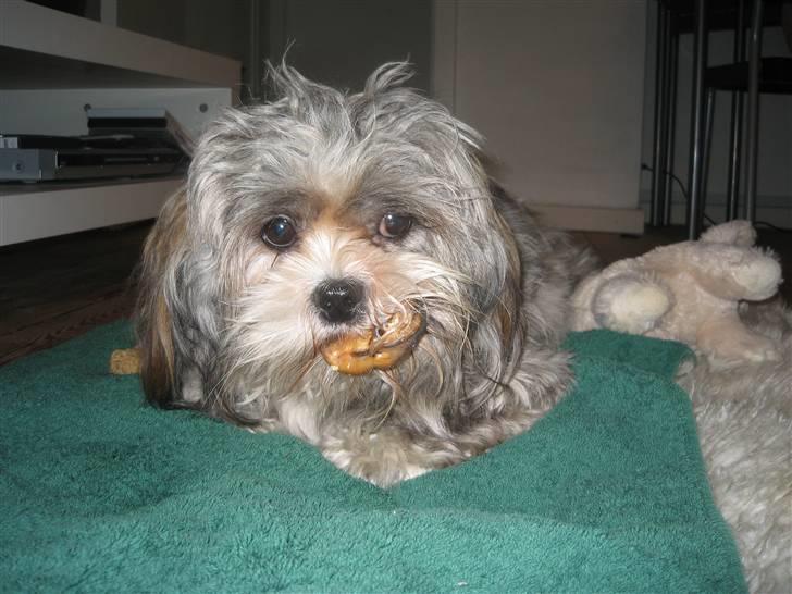 Lhasa apso Wilma billede 3