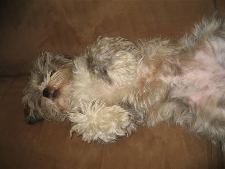 Lhasa apso Wilma billede 4