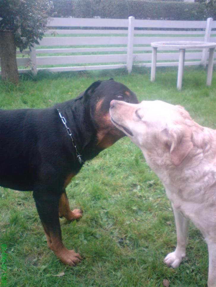 Blanding af racer Mischa - her stå jeg og møsser lidt med kenzo..hihi billede 15