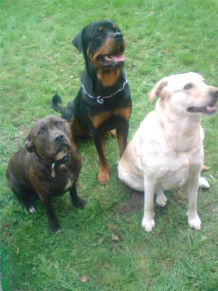 Blanding af racer Mischa - vi venter på at få en hundehapser er vi ikke bare søde..:O) billede 16