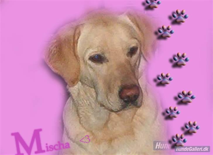 Blanding af racer Mischa - nyt billede den 23/1-08. billede 17