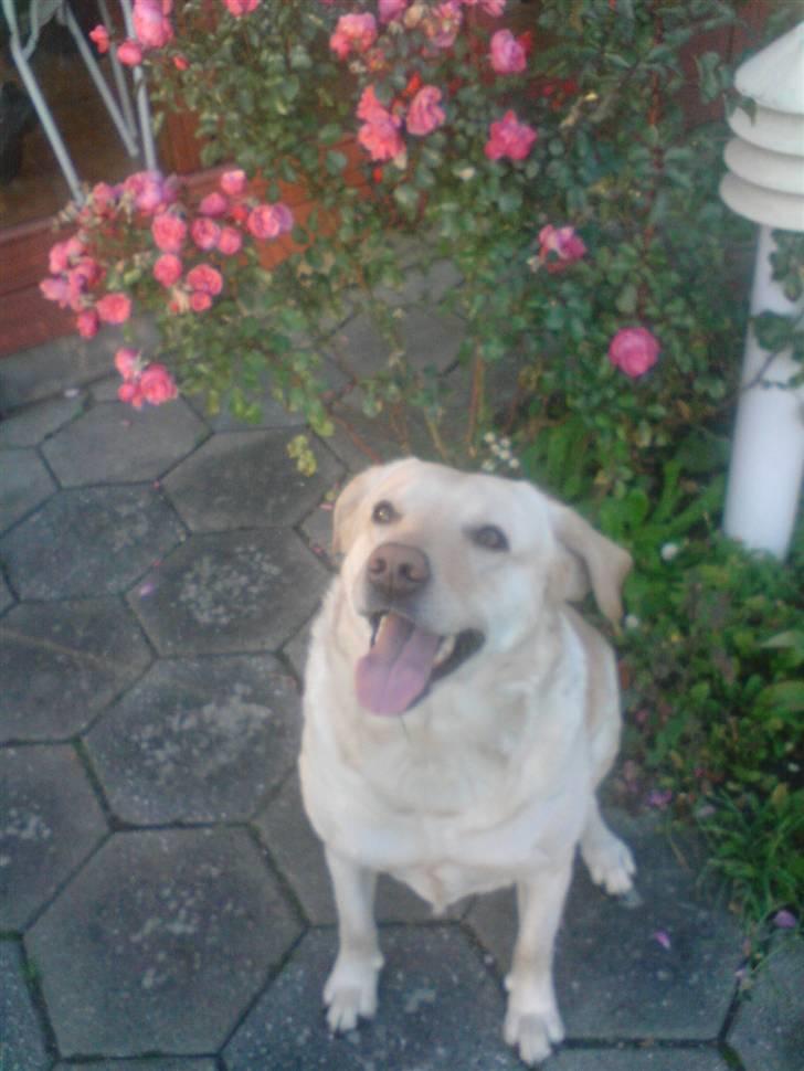 Blanding af racer Mischa - her sidder hun i oldes have..! billede 18