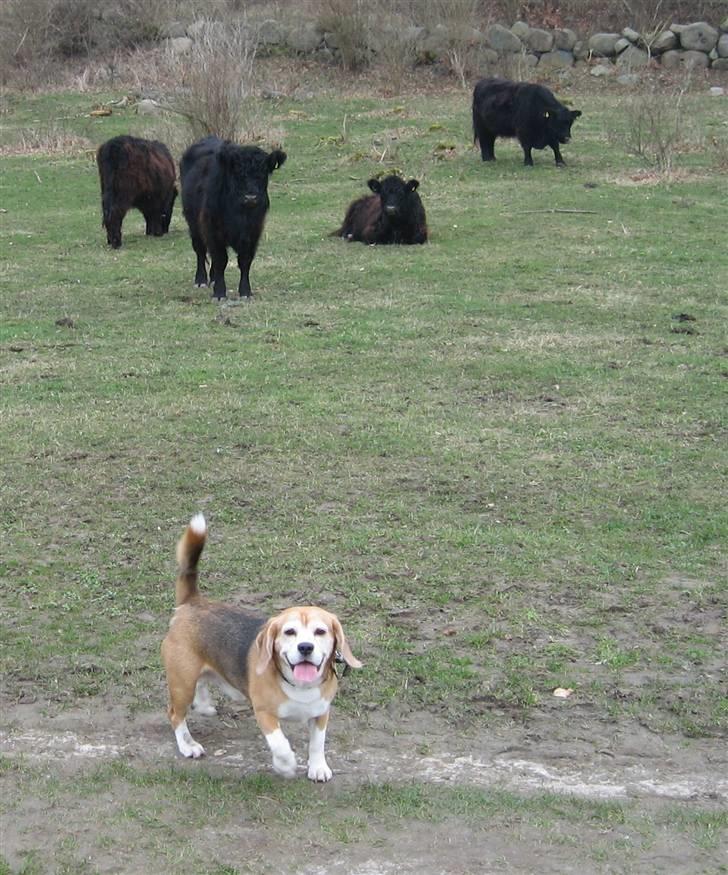 Beagle Magnus - Er jeg ikke Modig !!! 26 sek efter og jeg var væk :-) reddet af min Far  billede 4