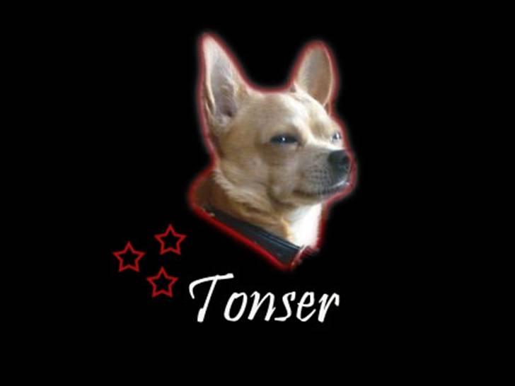 Chihuahua Tonser *HIMMELHUND* - Ja her er jeg så . Kongelig og ædel.. eller noget :-) billede 1