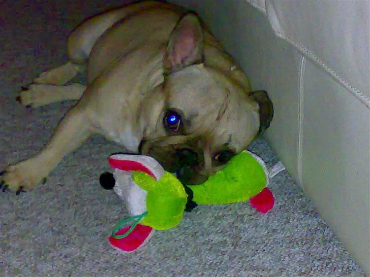 Fransk bulldog Lancomés   Trunte R.I.P billede 7