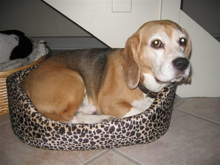 Beagle Magnus - ****** KUN til lån´s ******* billede 6