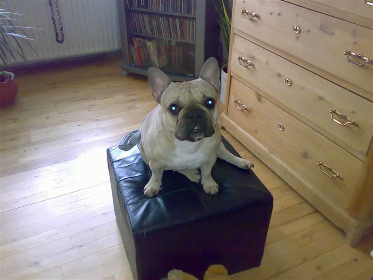 Fransk bulldog Lancomés   Trunte R.I.P - Trunte troner oppe hos sin mormor billede 8