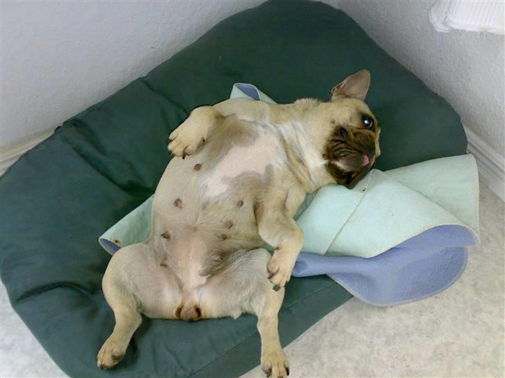 Fransk bulldog Lancomés   Trunte R.I.P - Er jeg ikke bare for lækker billede 10