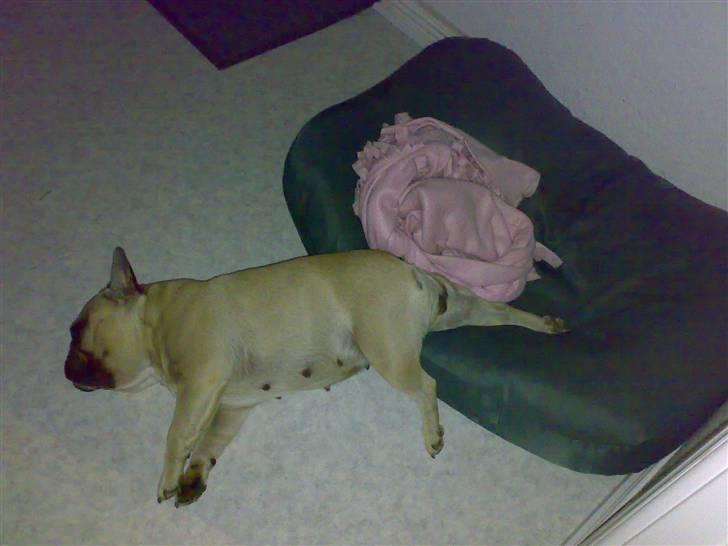 Fransk bulldog Lancomés   Trunte R.I.P - Det er ikke altid Trunte når´ helt i seng billede 11