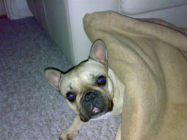 Fransk bulldog Lancomés   Trunte R.I.P - Trunte har bygget hule og varmer sig.. billede 12