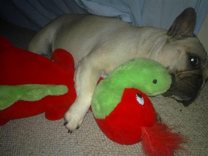 Fransk bulldog Lancomés   Trunte R.I.P - Trunte putter med sin bamse billede 13