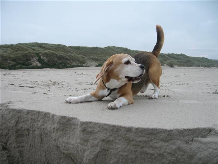 Beagle Magnus - *** Hvem vil Lege *** billede 7