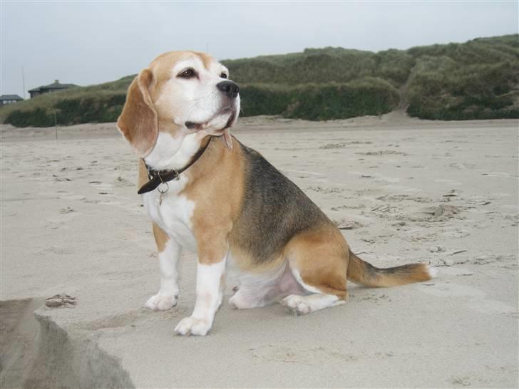 Beagle Magnus - Ja Ja jeg kommer når det passer MIG !  //  Vester havet der er godt at løbe  billede 8