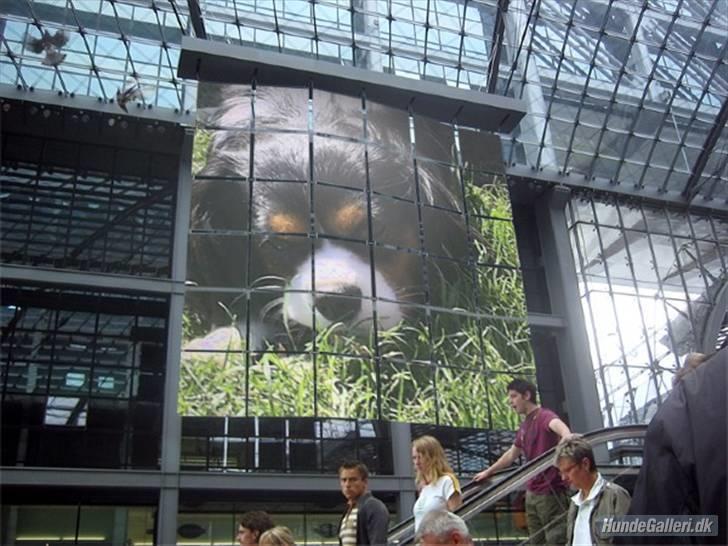 Cavalier king charles spaniel Ricky billede 16