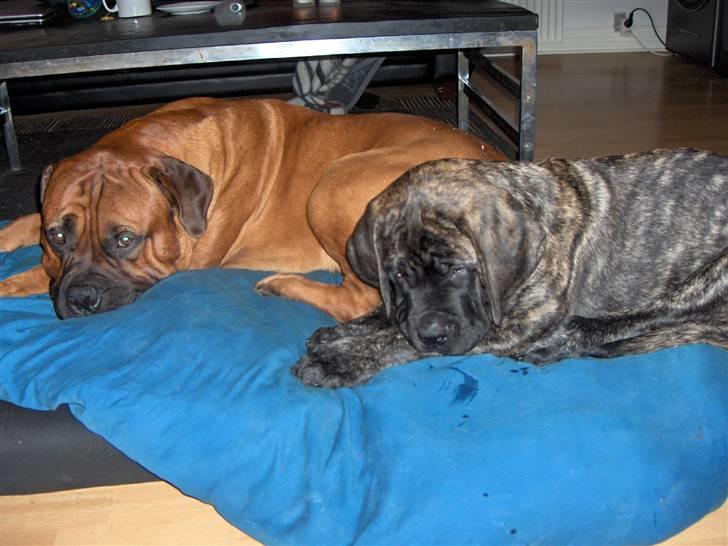 Mastiff faust - Det er hyggeligt med en lur sammen med storebror billede 7