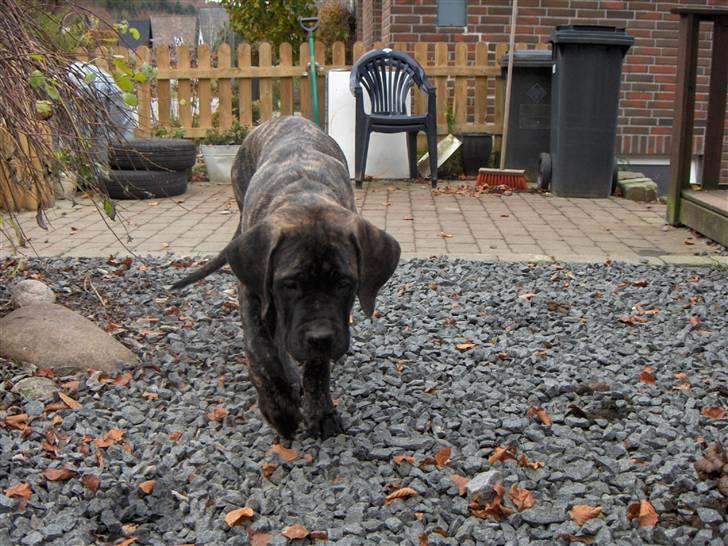 Mastiff faust billede 8