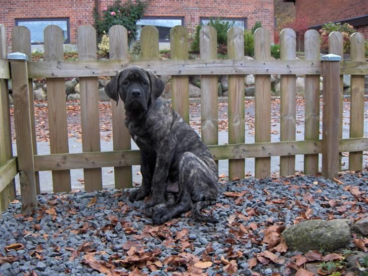 Mastiff faust billede 9