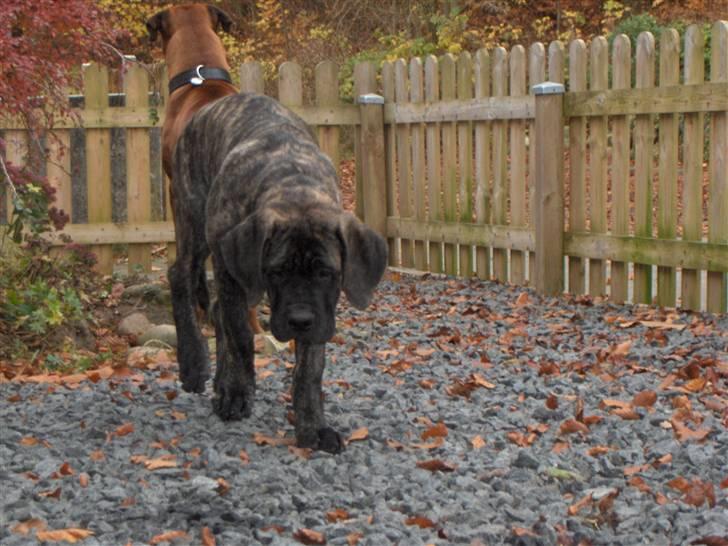 Mastiff faust billede 10