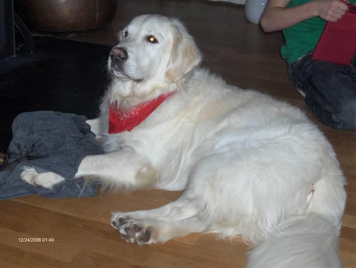 Golden retriever *Tvebak* - "Se hvad jeg har fået i julegave!" billede 7