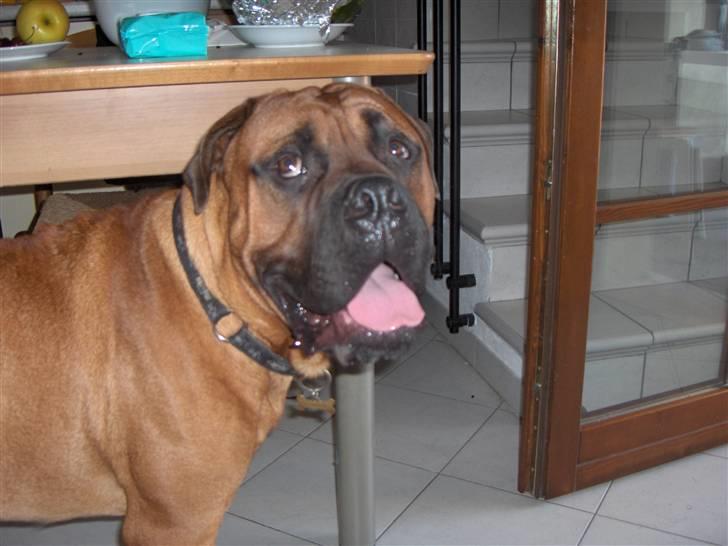 Bullmastiff cæsar - Cæsar på sommerferie i Italien billede 15