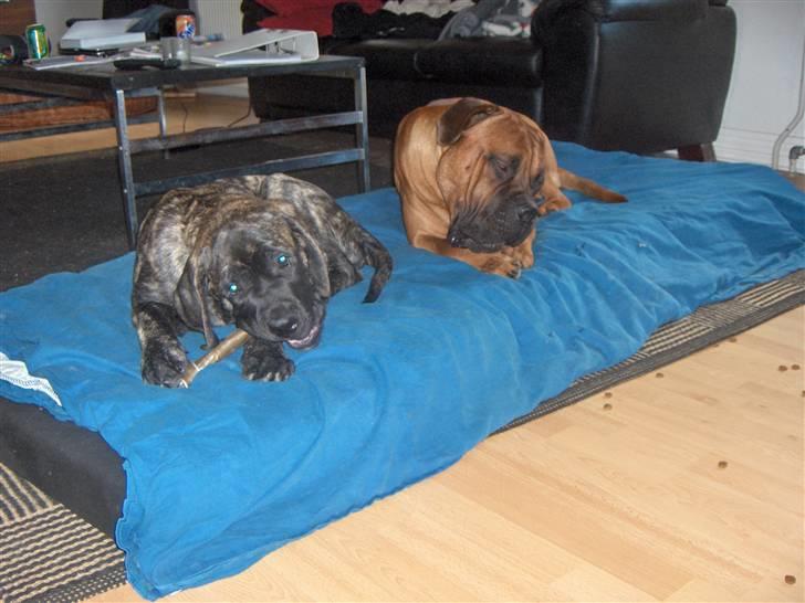 Bullmastiff cæsar - dejligt med kødben billede 17