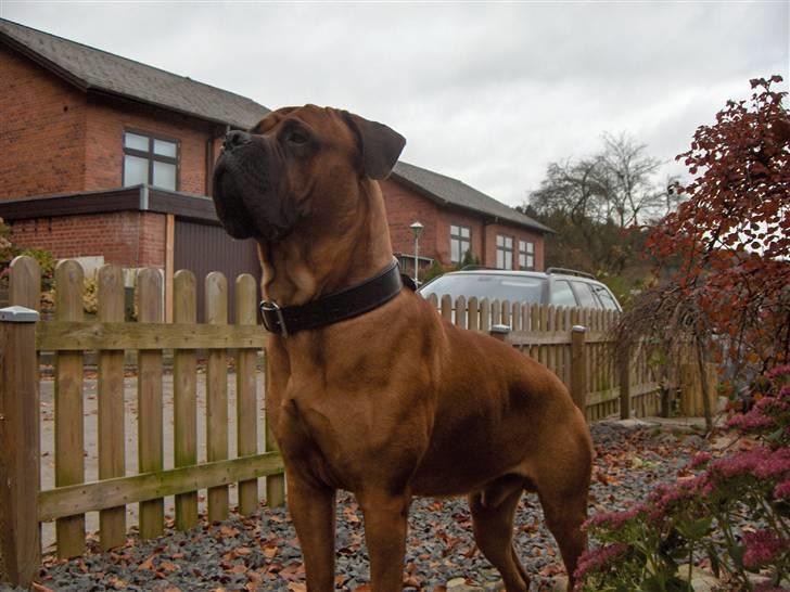 Bullmastiff cæsar billede 19