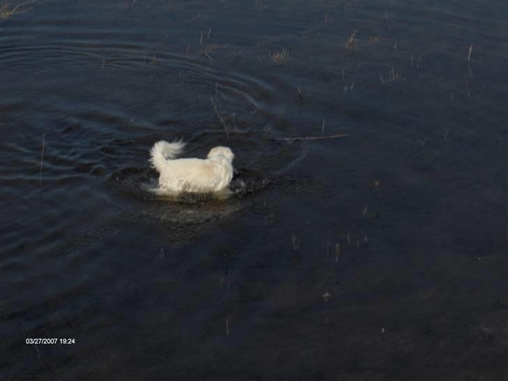 Golden retriever *Tvebak* - Tvebak ELSKER at bade! Her er vi oppe i en smeltesø, der ligger i en lille dal! Der var det reneste vand! billede 8