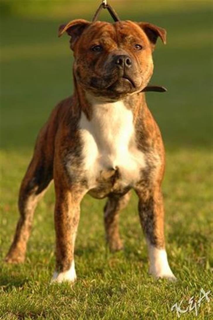 Staffordshire bull terrier !JEANTY´S STAFF GEO! - Cirka sådan ser han ud nu billede 1