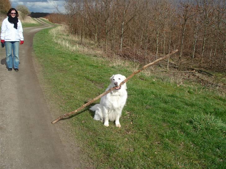 Golden retriever *Tvebak* - Tvebak med en ALT for lang pind! billede 10