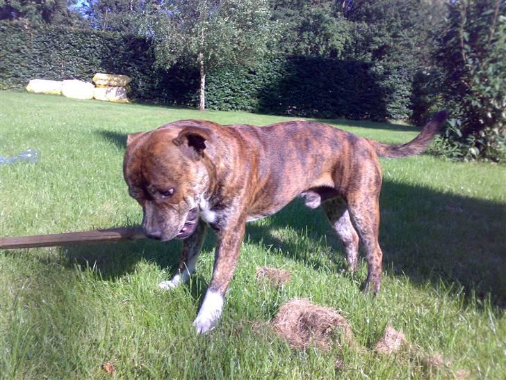 Staffordshire bull terrier !JEANTY´S STAFF GEO! - Geo i koncentration om en pind... billede 8