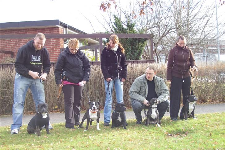 Staffordshire bull terrier Andy - Mor i midten og Andy og hans kuldsøskende, taget den 041107 til udstilling i Växjö billede 5